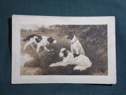 Képeslap,nyomat,artist,grafikai,dog,Szetter vadászkutya, 1910-