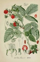 Málna, régi antik gyümölcs és virág botanikai illusztráció Thomé 1889 reprint nyomata