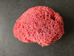 Óriási természetes piros orgonakorall/vörös bambus korall/ Tubipora musica (15,5 cm)  -Ritka darab