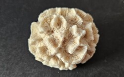 Kompakt, rózsa formájú virágkorall / kőkorall (7,5 cm) – Natúr tengeri mészváz