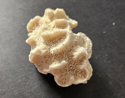Különleges finom bordázatú virágkorall / rózsakorall (8,4 cm) – Natúr tengeri mészváz