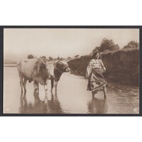 Románia,Román népviseletet viselő nő az ökrökkel 1931