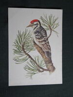 Képeslap,Anne-Marie Trechslin grafika,ornitológia, harkály fakopács madár,1960-