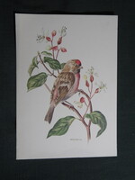Képeslap,Anne-Marie Trechslin grafika,ornitológia,Zsezse madár,1960-