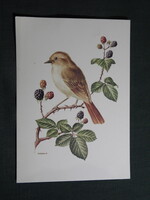 Képeslap,Anne-Marie Trechslin grafika,ornitológia,Fülemüle / Csalogány madár,1960-