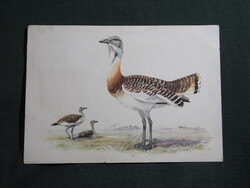 Képeslap,Máray Róbert grafika,állatok,ornitológia,Túzok madár,1971-