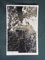Képeslap,Hévíz,állatok,ornitológia,gólya család,1930-
