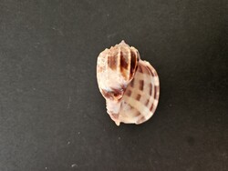 Különleges Harpa harpa hárfacsiga (6,8 cm) – Ritka gyűjtői darab