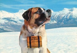 Képeslap: A kutya.