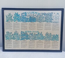 Eredeti 1979-es retro botanikai kép / fűszernövény határozó – Ritkaság!