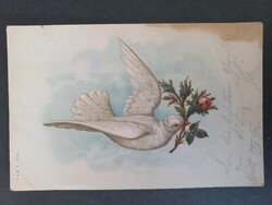 Antik  grafikus képeslap fehér galamb rózsával 1901-es bélyegzővel, Liptó-Rózsahegyre küldve