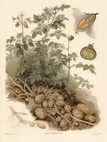 Krumpli, burgonya - vintage régi orosz botanikai illusztráció reprint nyomat, veteményes zöldség