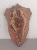 Igazi őzbak (Capreolus capreolus) fejbőrös trófeája