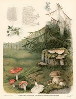 Gombák, zuzmó - vintage régi orosz botanikai illusztráció reprint nyomat, galóca vargánya taplógomba