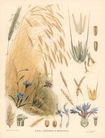 Rozs, búza, búzavirág - vintage régi orosz botanikai illusztráció reprint nyomat, kenyér gabona