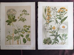 Vintage Botanical Prints (2 pcs) – From Hoffmann-Wagner's Flore