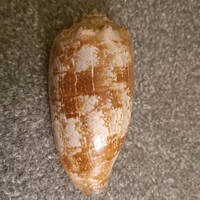 Tengeri csiga