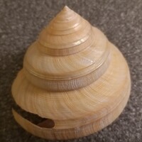 Tengeri csiga