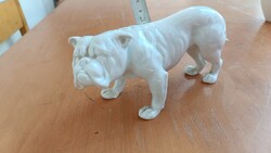 Antik Gebrüder Heubach porcelán angol bulldog figura – ritka jelzett darab