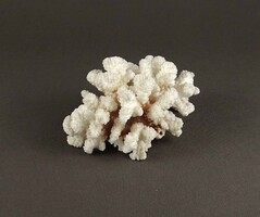 2B677 Tengeri fehér korall 620g