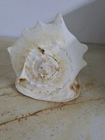 Huge, decorative Giant Deer Helmet Snail shell (Cassis cornuta)