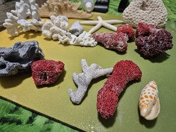 Curio!! Coral snail small collection 6 pieces!! Indonesia/South China Sea