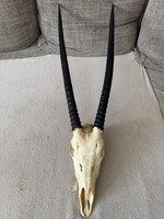 Nyársas antilop (gemsbok) koponyatrófea – 78 cm egyenes szarv, afrikai vadásztrófea