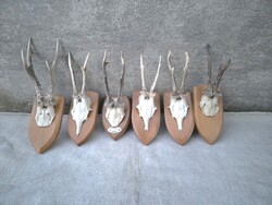 Beautiful roe deer trophy, trophies for sale