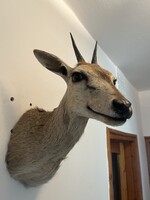 Gyönyörű afrikai steenbok preparátum, trófea