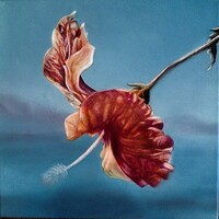 Hibiscus4