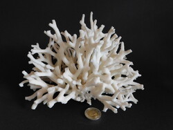 Spherical Coral (seriatopora)
