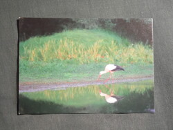 Képeslap,állatok,ornitológia,gólya madár,2000-