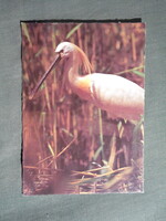 Képeslap,állatok,ornitológia,kanalasgém madár,1980-
