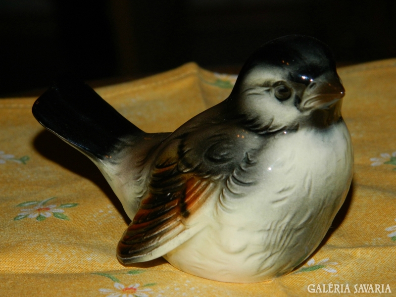 Goebel's sparrow 1. Cv73