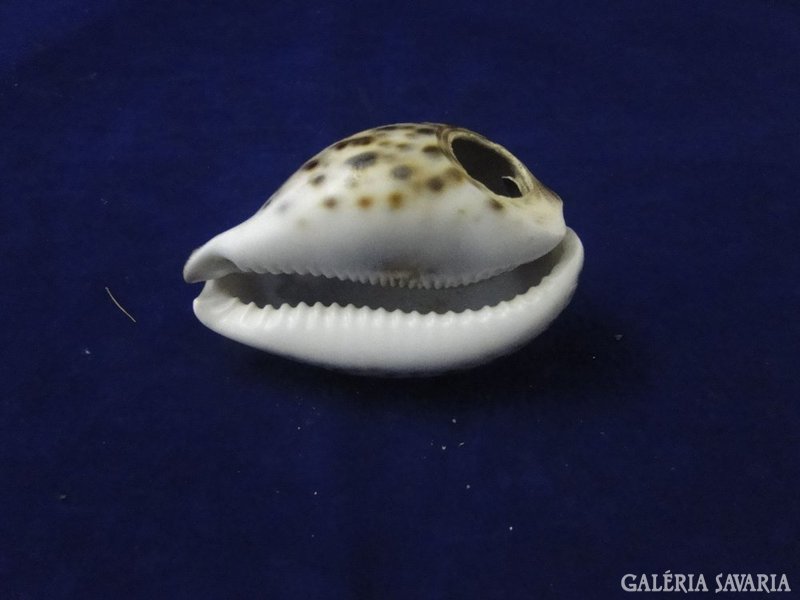 8594 Sorrento feliratos tengeri kagyló