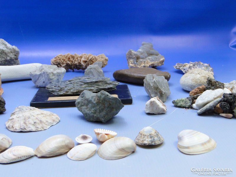 0B523 Régi kőzet kagyló gyűjtemény