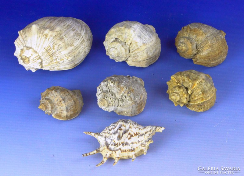 0F166 Régi kagyló csiga tengeri kőzet csomag 22 db