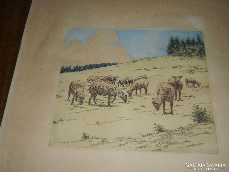 Sheep - color etching