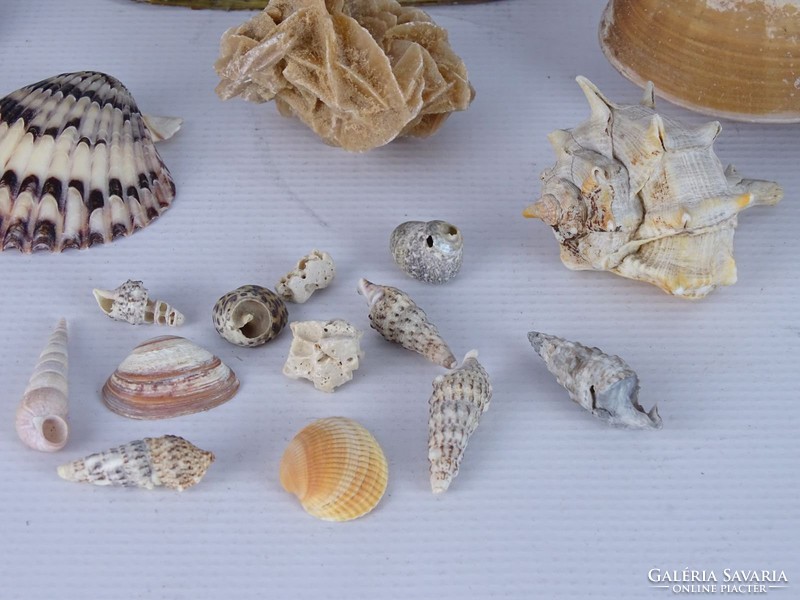 0K917 Régi kőzet kagyló gyűjtemény