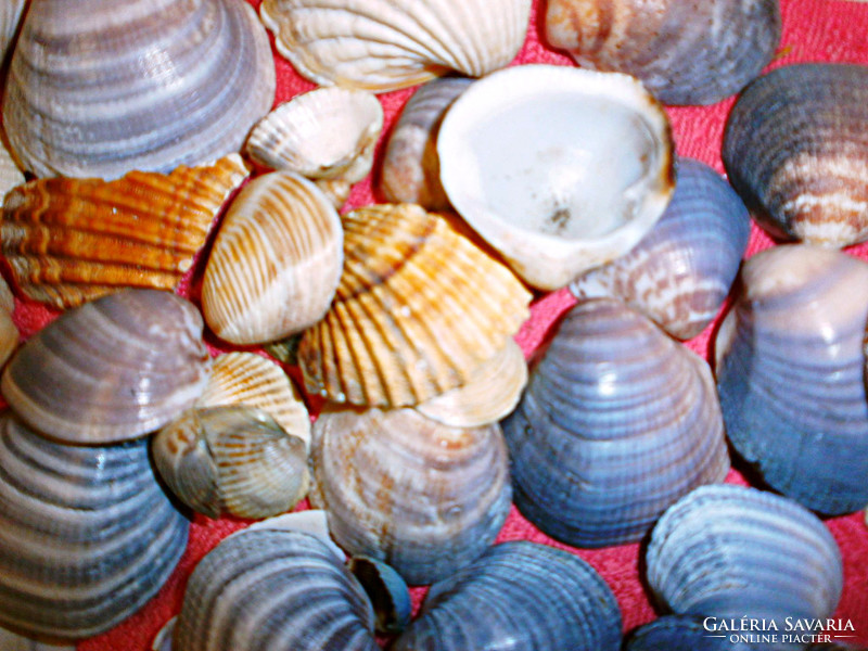 The wonder shells of the sea!