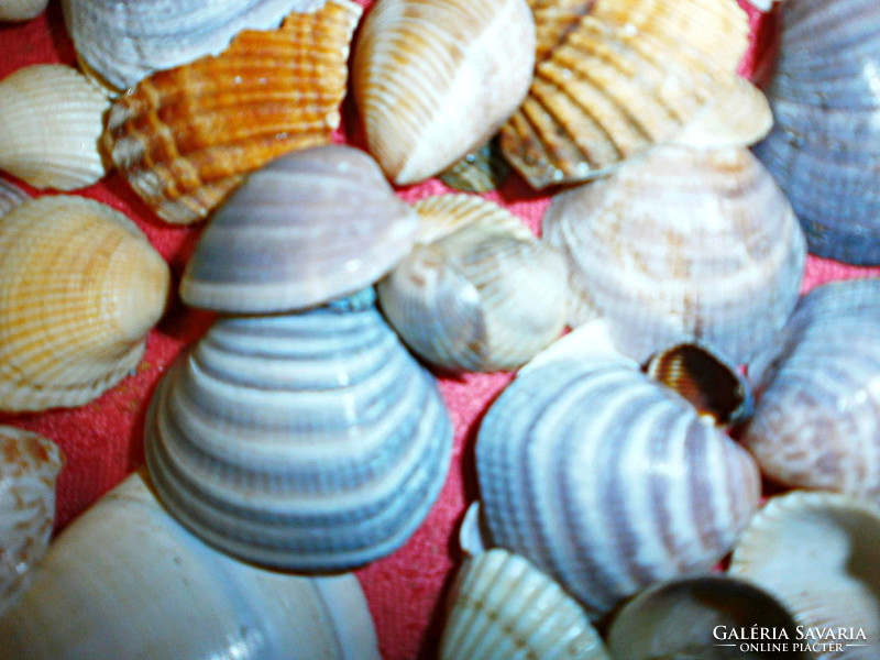 The wonder shells of the sea!