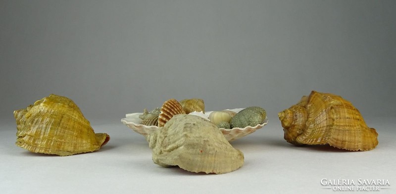 0O915 Régi kagyló csiga tengeri kőzet csomag