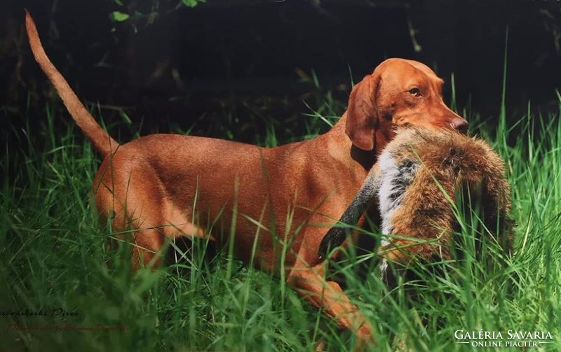 Rókát apportírozó Magyar Vizsla bronz szobor