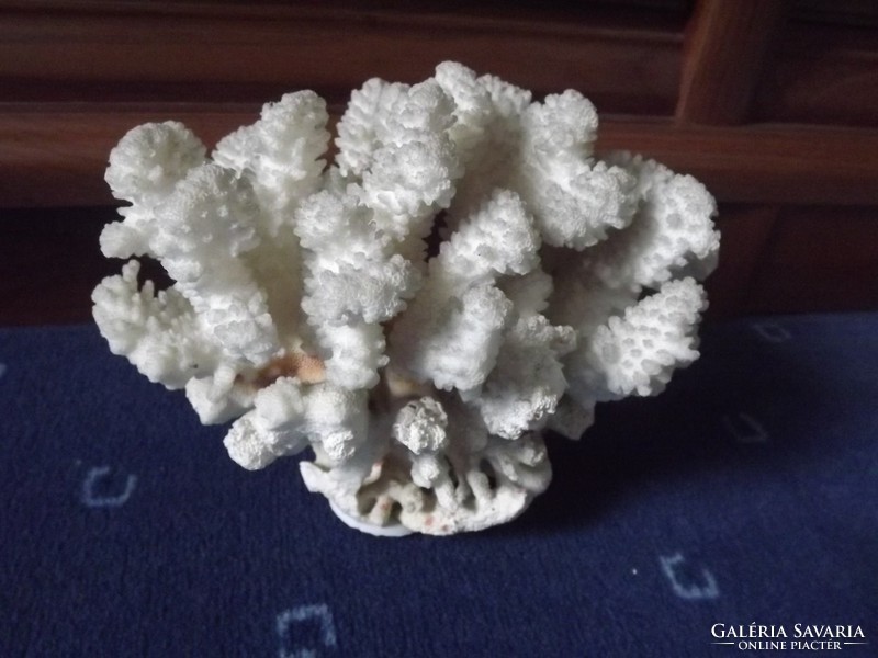 Dekoratív fehér korall 75 dkg 17,5 cm