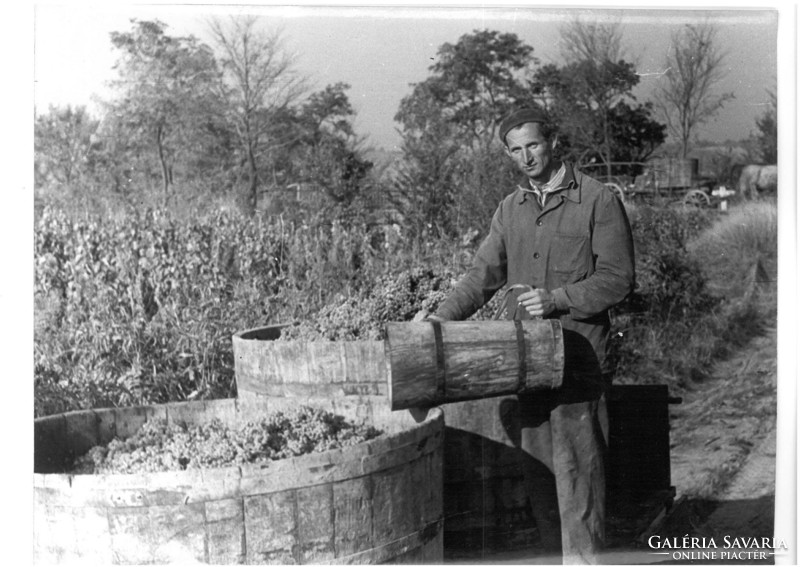 Borászat, szőlészet Vintage fotó 18*25 Aranyfurmint felvétele