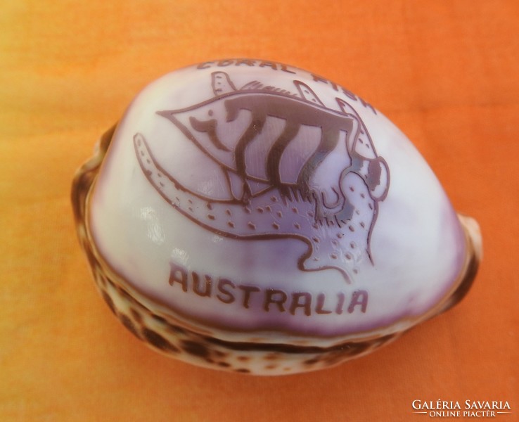 Australian ornamental shell - coral fish australia