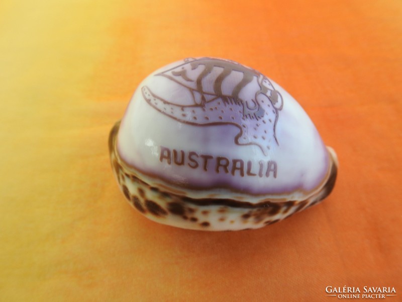 Australian ornamental shell - coral fish australia