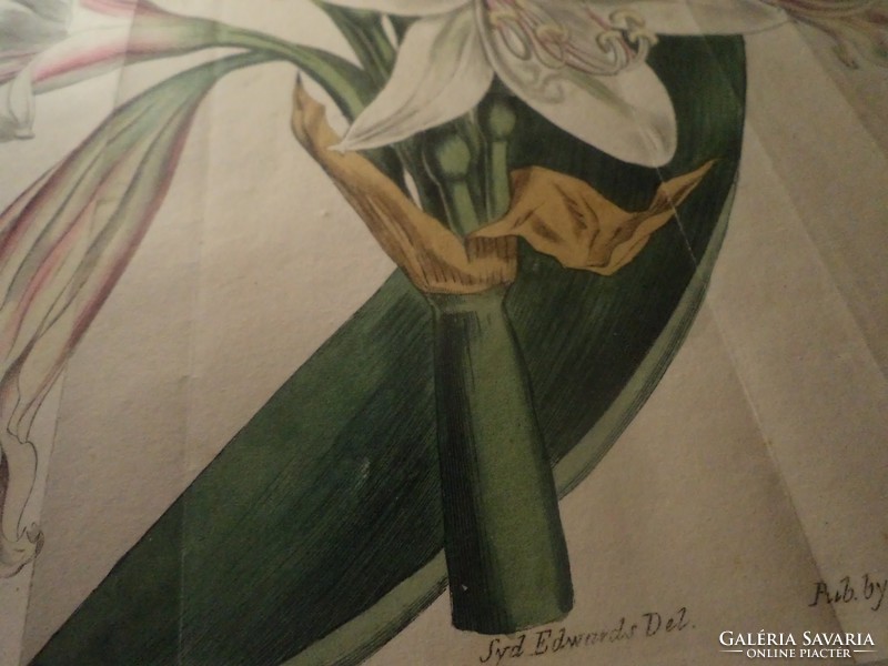 Curtis's  Botanical  Magazine Vol.29.  1809.