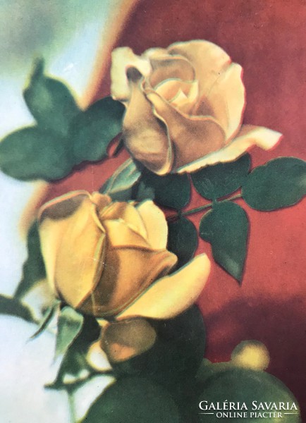 Régi virágos képeslap csomag (rózsa, szegfű, liliom stb.)