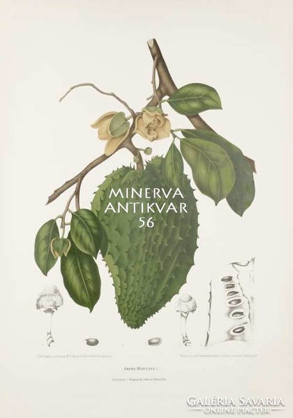 Antique botanical illustration annona graviola tropical fruit color pencil drawing java reprint print